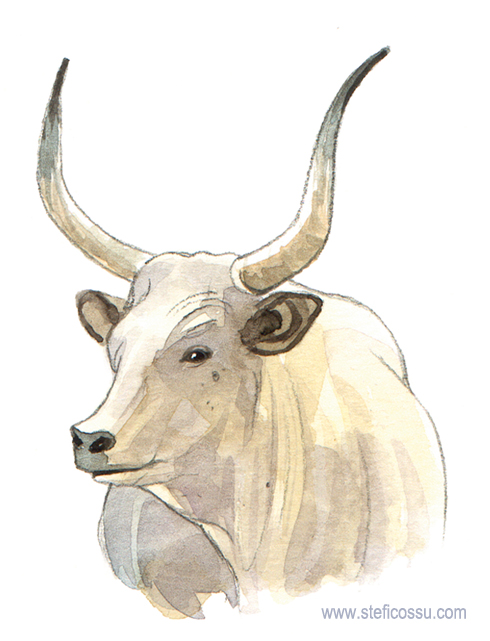 Bue maremmano, edizioni Hachette