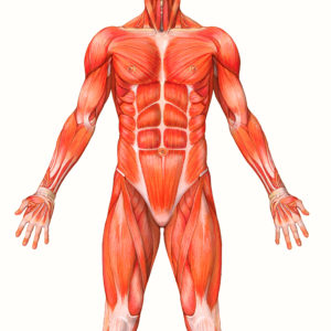 il corpo umano, muscoli dettaglio