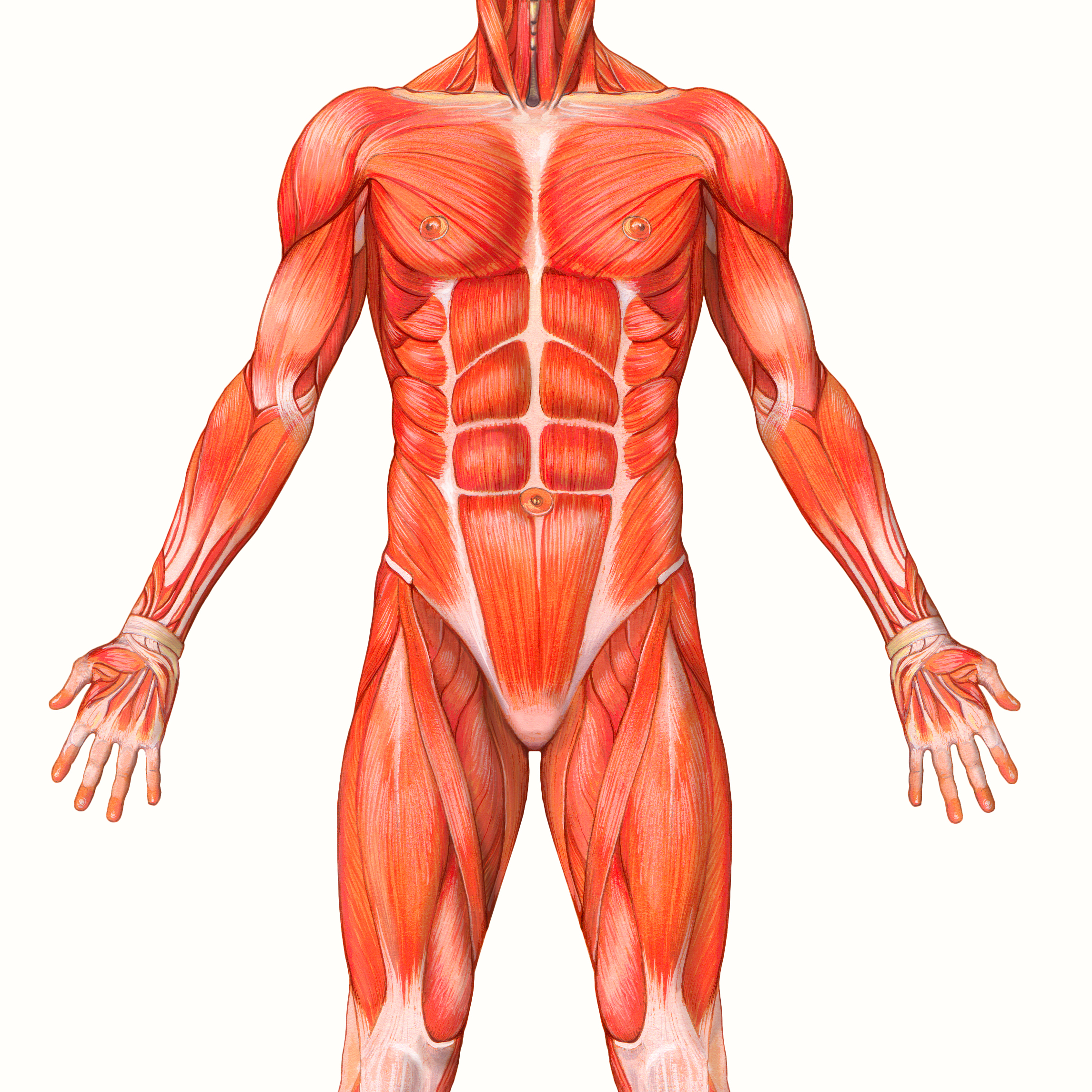 Stefi Cossu Il Corpo Umano Muscoli