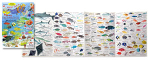 maxi memofish
